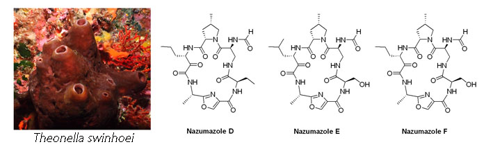 Nazumazoles D-F
